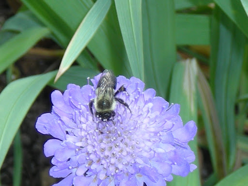 Heritage Museum «Hillwood Estate, Museum & Gardens», reviews and photos, 4155 Linnean Ave NW, Washington, DC 20008, USA