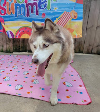 Kare-N-Kanines - Photo 2 - Car repair in Byron, GA, Macon