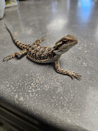 CRAZY FROG LADY L.L.C. - Photo 8 - Car repair in Etters, PA, Harrisburg