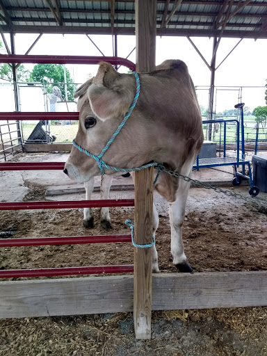 Dairy Farm «Cows-N-Corn», reviews and photos, 5225 Catlett Rd, Midland, VA 22728, USA