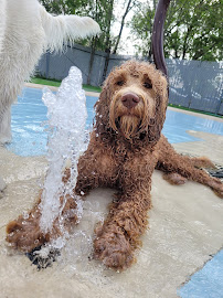 Pampered Pet Recreation Center - Photo 5 - Car repair in Houston, TX, Pearland