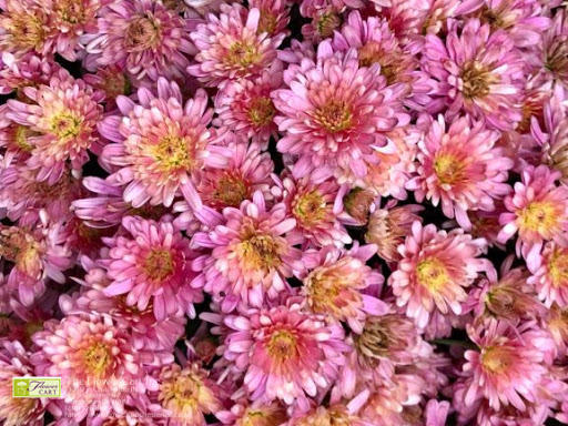 Florist «The Flower Cart, Inc», reviews and photos, 145 S Calumet Rd, Chesterton, IN 46304, USA