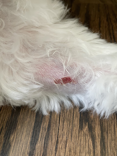 Pet Supply Store «Petco Animal Supplies», reviews and photos, 2345 Market Pl Blvd, Cumming, GA 30041, USA