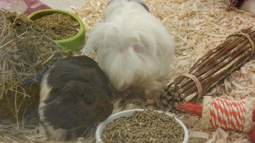 Pet Supply Store «Pet Supplies Plus», reviews and photos, 311 Sagamore Pkwy N, Lafayette, IN 47904, USA