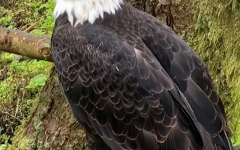 Alaska Raptor Center image