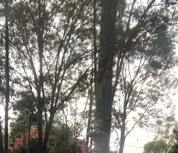 Plaza Gómez Farias photo