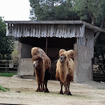 Photo n°8 de l'avis de Marica.a fait le 07/04/2022 à 13:12 sur le  Parco Zoo Falconara Srl à Falconara Marittima