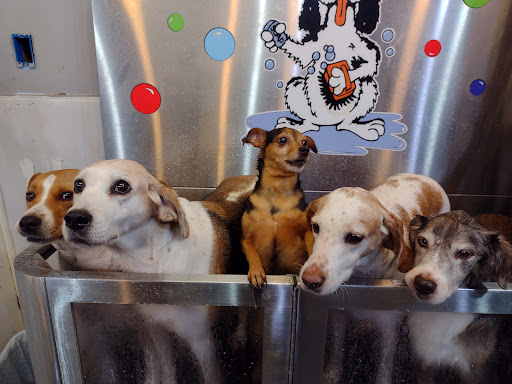 Pet Groomer «Belly scRubs Self Service Pet Wash», reviews and photos, 119 WV-34 #1, Hurricane, WV 25526, USA