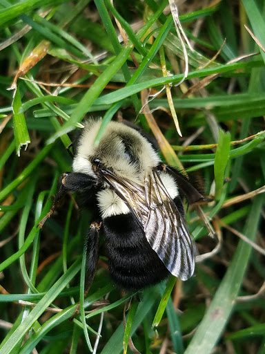 Park «Devonshire Park», reviews and photos, 4422 Greenwood St, Skokie, IL 60076, USA