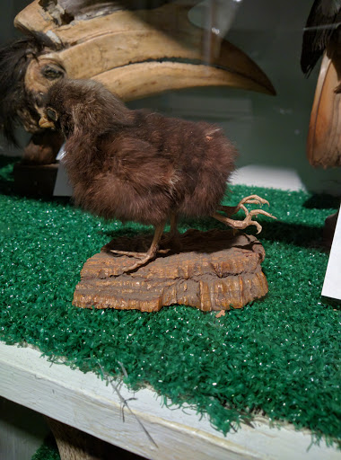 Museum «Woodman Museum», reviews and photos, 182 Central Ave, Dover, NH 03820, USA