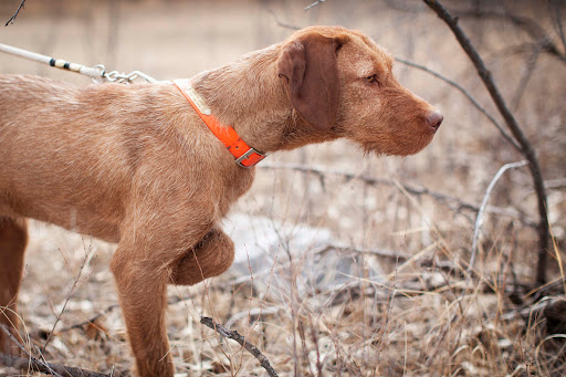 North Country Sporting Dogs