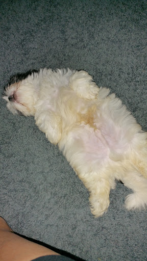 Pet Supply Store «Pet Supplies Plus», reviews and photos, 15060 Eureka Rd, Southgate, MI 48195, USA