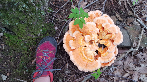 State Park «West Rock Ridge State Park», reviews and photos, 1134 Wintergreen Ave, New Haven, CT 06514, USA