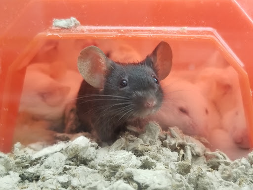 Pet Supply Store «Petco Animal Supplies», reviews and photos, 97 E Street Rd, Feasterville-Trevose, PA 19053, USA