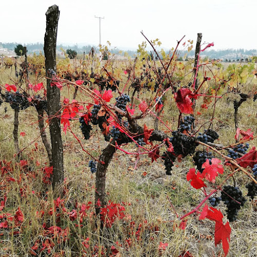 Viña valle oculto - Coelemu