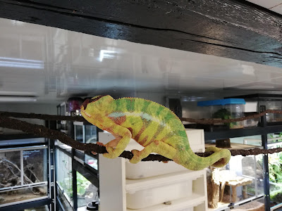 Reptile Paradise à Colmar