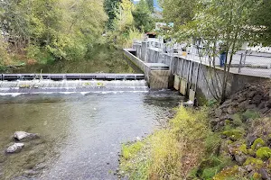 Friends of the Issaquah Salmon Hatchery image