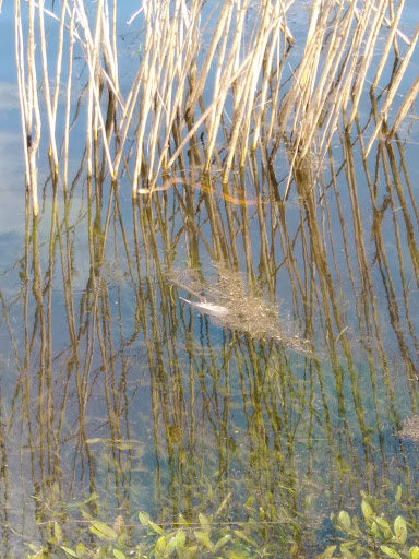 Community Center «Silver Springs Shores Community Center», reviews and photos, 590 Silver Rd, Ocala, FL 34472, USA