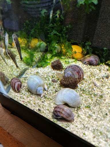 Tropical Fish Store «Aquarium Zen», reviews and photos, 920 NE 64th St, Seattle, WA 98115, USA