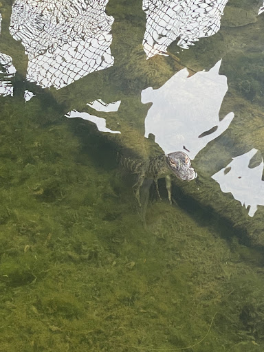 Miniature Golf Course «Golf N Gator», reviews and photos, 6355 N Atlantic Ave, Cape Canaveral, FL 32920, USA