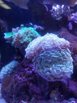 T&T Fish & Reef - photo 75