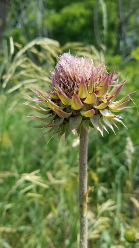 Nature Preserve «Meacham Forest Preserve», reviews and photos, Circle Ave, Bloomingdale, IL 60108, USA