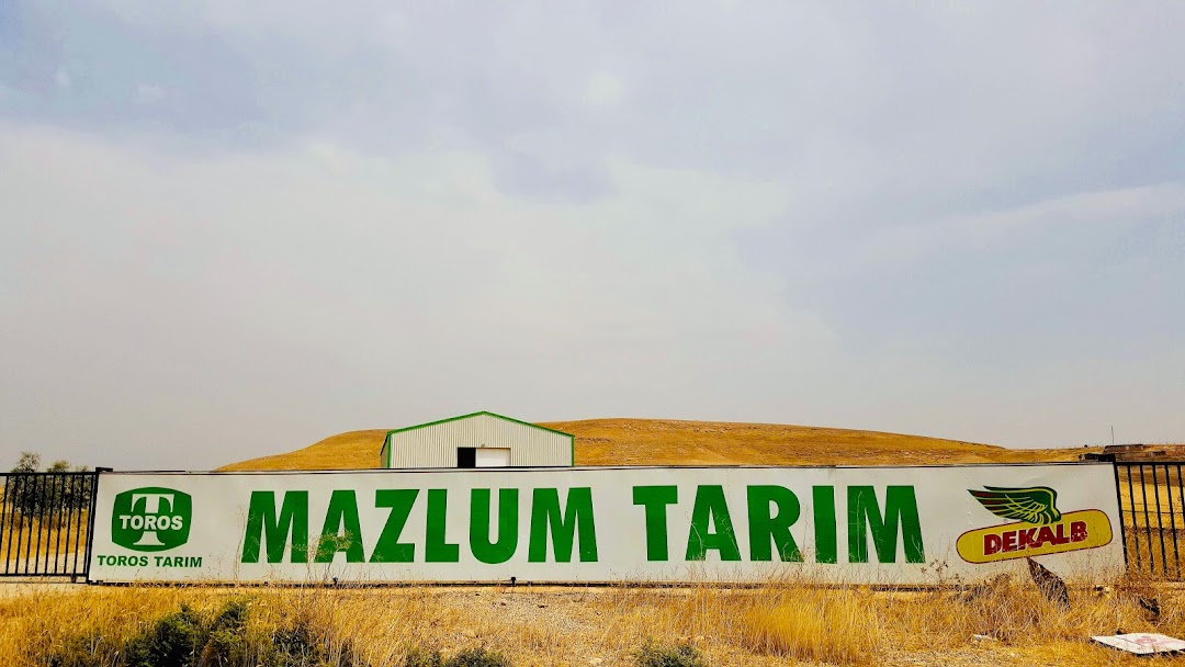 Mazlum Tarm