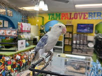 Tampa Lovebird LLC - Photo 3 - Car repair in Spring Hill, FL, Spring Hill