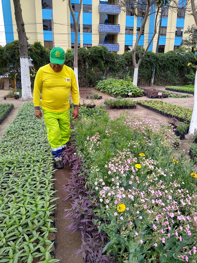 Vivero de Breña