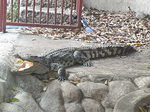 Crocodile pond