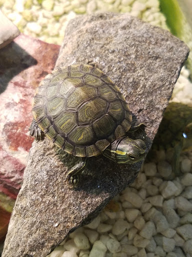 Pet Store «Lebanon Pet & Aquarium Center», reviews and photos, 196 S Main St, West Lebanon, NH 03784, USA