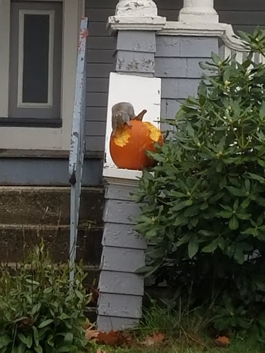 Park «Tyler Park», reviews and photos, 51 Tyler Park, Lowell, MA 01851, USA