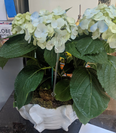 Florist «blooms of dunwoody», reviews and photos, 5479 Chamblee Dunwoody Rd, Atlanta, GA 30338, USA