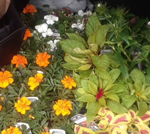 Grocery Store «H-E-B Grocery», reviews and photos, 101 S Clay St, Ennis, TX 75119, USA