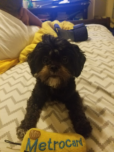 Pet Supply Store «Zoo-Rama Pets», reviews and photos, 2566 E Tremont Ave, Bronx, NY 10461, USA