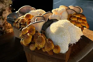 Black Forest Mushrooms image