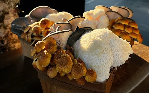 Black Forest Mushrooms image