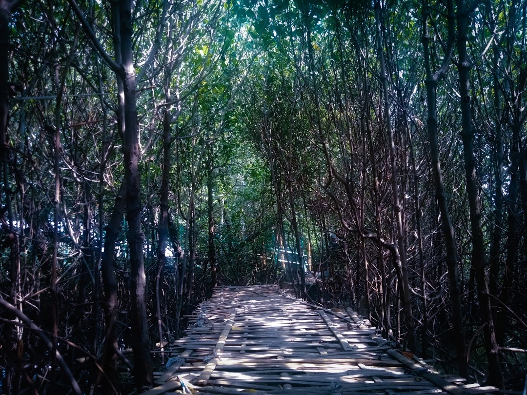 Ekowisata Hutan Mangrove Caplok Barong