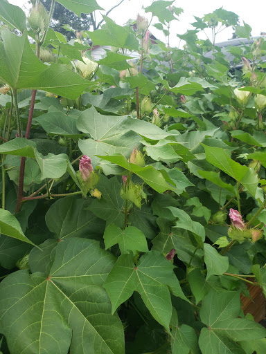 Park «Centennial Park», reviews and photos, 1 E Centennial Ave, Roosevelt, NY 11575, USA