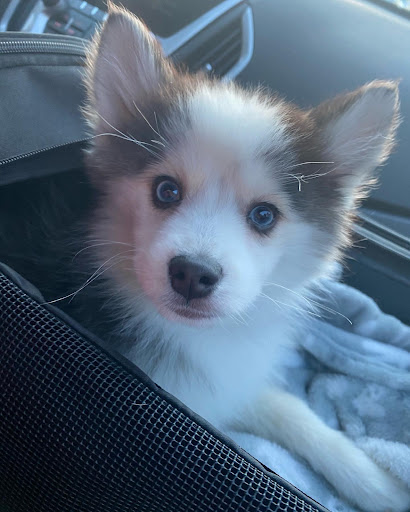 Pet Store «Pet City Pet Shops», reviews and photos, 750 Citadel Dr N # 2092, Colorado Springs, CO 80909, USA