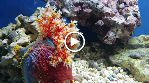 Pet Store «Oak Park Natural Pet & Fish», reviews and photos, 23 N Harlem Ave, Oak Park, IL 60302, USA