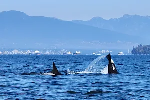 Vancouver Whale Watch image