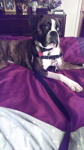 Pet Supply Store «PetSmart», reviews and photos, 2028 Miamisburg Centerville Rd, Dayton, OH 45459, USA