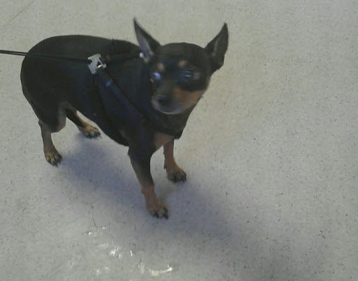 South County Veterinary Hospital image