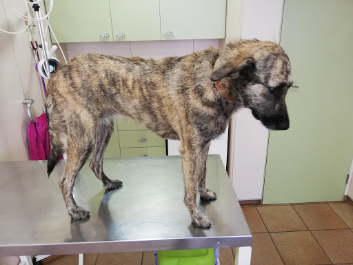Centro Veterinario Sant Vicenç en Sant Vicenç dels Horts