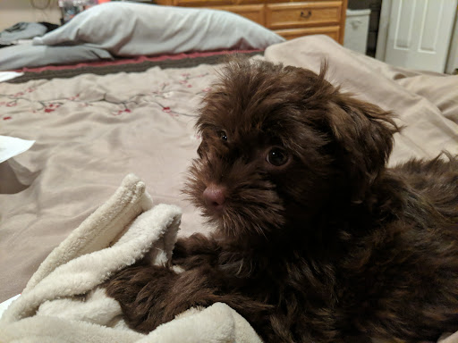 Pet Store «The Pet Shoppe», reviews and photos, 1284 NJ-35, Middletown, NJ 07748, USA