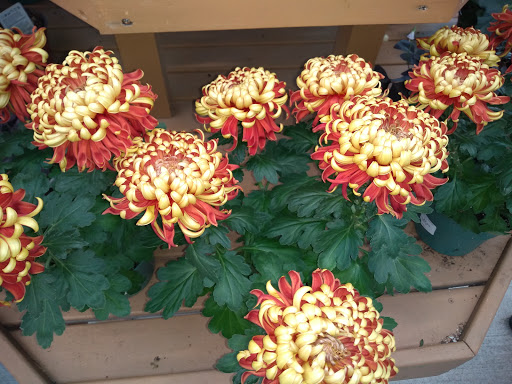 Greenhouse «Wentworth Greenhouses», reviews and photos, 141 Rollins Rd, Rollinsford, NH 03869, USA