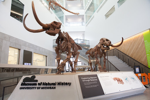 University of Michigan Museum of Natural History