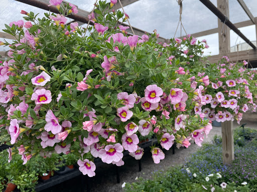 Florist «Bayport Flower Houses, Inc.», reviews and photos, 940 Montauk Hwy, Bayport, NY 11705, USA