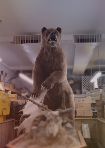 Shoe Store «Coleman Shoe Repair & Bootery», reviews and photos, 129 W Main St, Princeton, KY 42445, USA